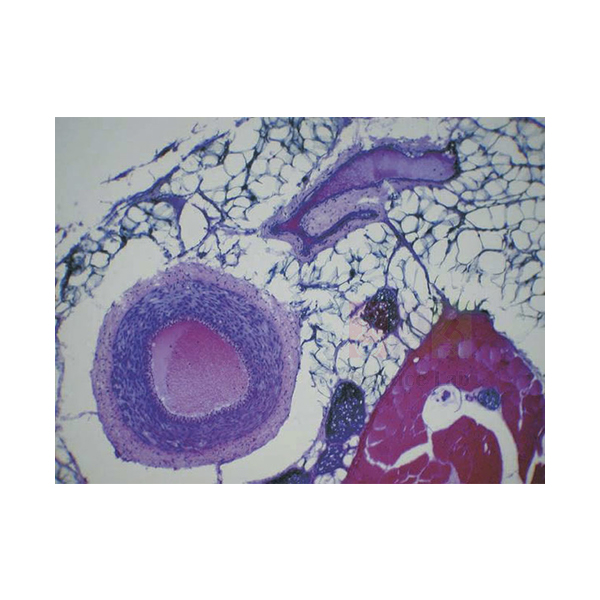 Basic Slide Set of 25